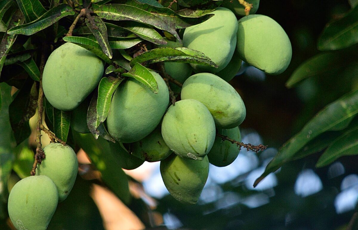 Mango festival nature walk: A Shinrin Yoku experience to celebrate monsoon bliss