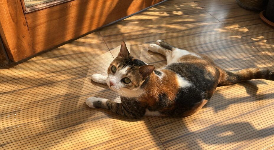 Paw-sitive vibes only: Therapy animals to the rescue