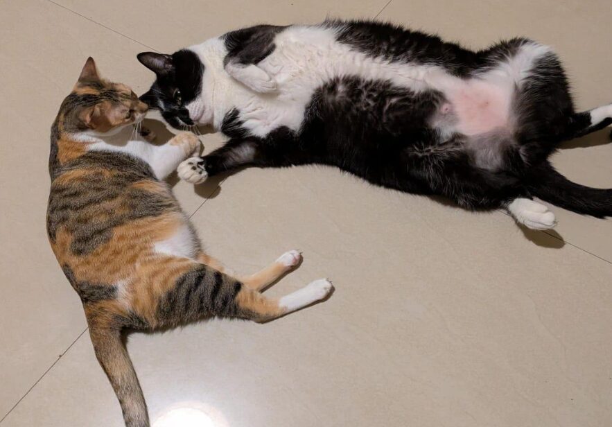 Paw-sitive vibes only: Therapy animals to the rescue